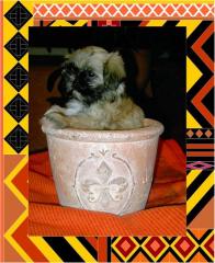 Exclusive Mini Shih Tzu Welpen aus Champion Verpaarung