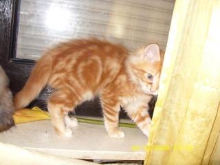 Maine Coon Kitten