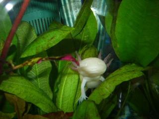 Axolotl Babys suchen ein neues zuhase