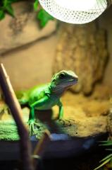 Wasseragame mit Terrarium viel Zubehör