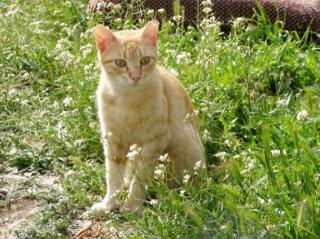 Oscar - ein Traum in Rot