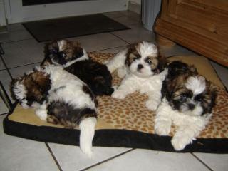 Shih Tzu Welpen