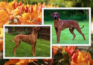 Rhodesian Ridgeback Welpen Mitte 15. Oktober 2021 in Bayern