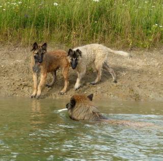 Belgischer Schäferhund Tervuren