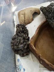 Boa constrictor Imperator crawl cay x surinam