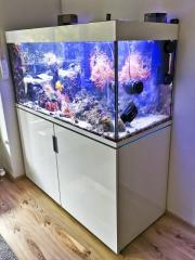 Salzwasseraquarium Auflösung