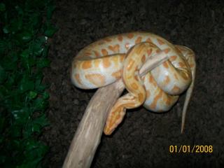 Albino Mädel Tigerpython abugeben in NRW