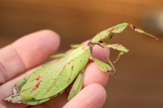 Verschenke Phillium Philippinum Larven oder Eier