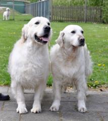 Golden retriever Welpen mit Papieren