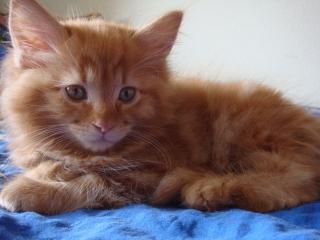 Reinrassiges Maine Coon Kitten red-tabby männlich abzugeben