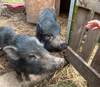 Mini Schweine suchen neues Zuhause