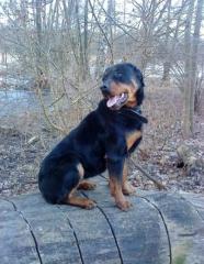 Rotti-Hündin sucht ein neues zu Hause