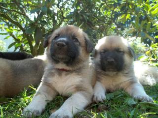 Kangal germanischer Bärenhund Welpen