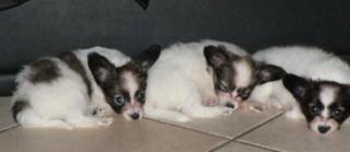 Papillon Welpen