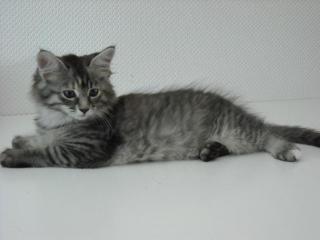 Maine Coon Babys 10 Wochen alt