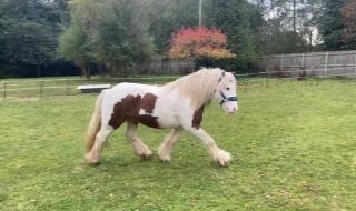 Gypsy Pony Wallach extrem sicher und gesund.