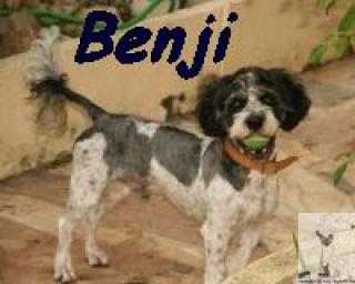 Balljunge Benji