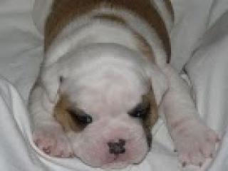 English und old english bulldog welpen abzugeben