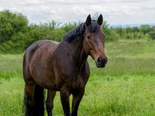 Beistellpferd bedingt reitbar