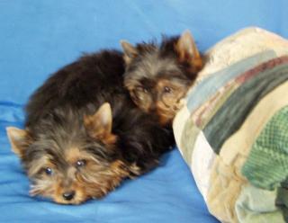 Yorkshire terrier