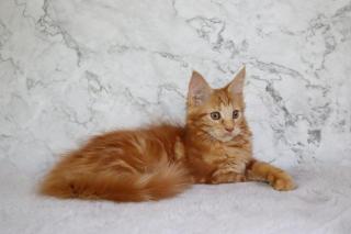 Rotes Maine Coon Mädchen