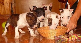 Miniature Bull Terrier Welpen FCI