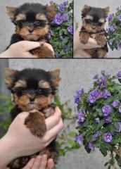 Kleine Yorkshire Terrier Welpen