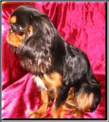 King charles spaniel welpen