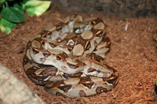 0. 1 Boa c. imperator NZ 100 reinrassig aus Costa Rica