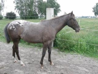 Zweijährige Appaloosa Stute