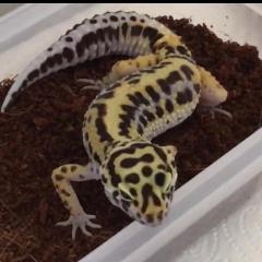 Leopardgecko