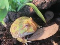 Ceratophrys Cranwelli Albino Abzugeben