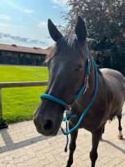 Tolle Ponystute als Beistellpferd oder Rehaplatz