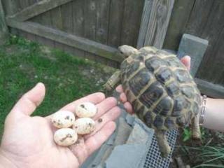 Schildkröten und fruchtbare Eier verfügbar