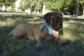 Bullmastiff Welpen mit FCI - Ahnentafel. Transport.