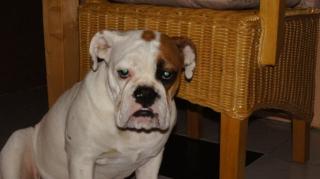 Englische Bulldogge