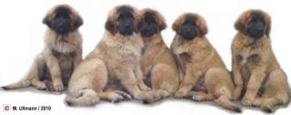 Leonberger Welpen