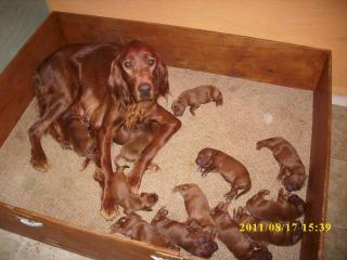 Irish Setter Welpen