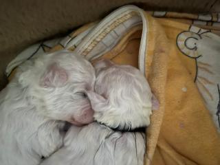 Unsere Bichon frise Welpen sind geboren