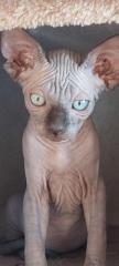 Süße can. Sphynx Babys