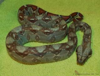 0, 0, 8 Boa constrictor imperator, Kaiserboa, MEXIKO Zwergboa Mix, NZ 2021