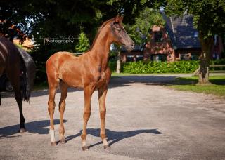 Großrahmiges Hengstfohlen von Ibiza Dream x Schwarzgold