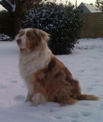 Red merle aussie