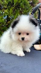 Spitz Welpe Pomeranian