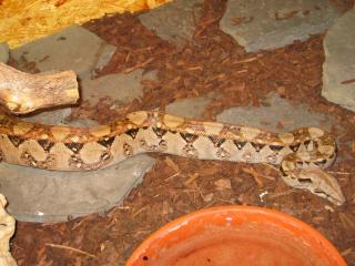 Boa c. imperator el salvador