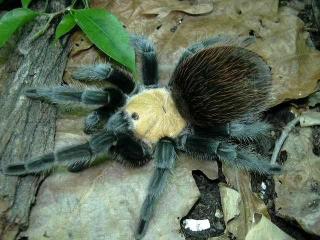 Brachypelma ruhnaui