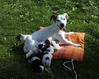 Mini-Jack-Russell-Terrier