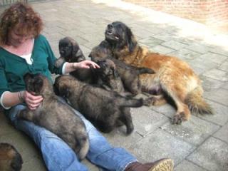 LEONBERGER WELPEN MIT AHNETAFEL