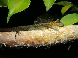 Nachzucht Anolis m. girafus