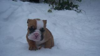 Wir haben wunderschöne rot / weisse English Bulldog Welpen